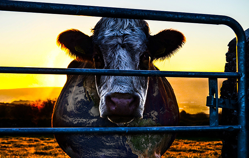 Cinco documentários veganos para ver em 2021